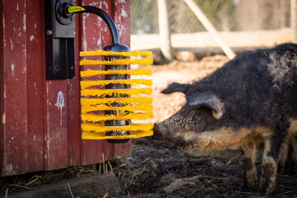 A pig with animal brush
